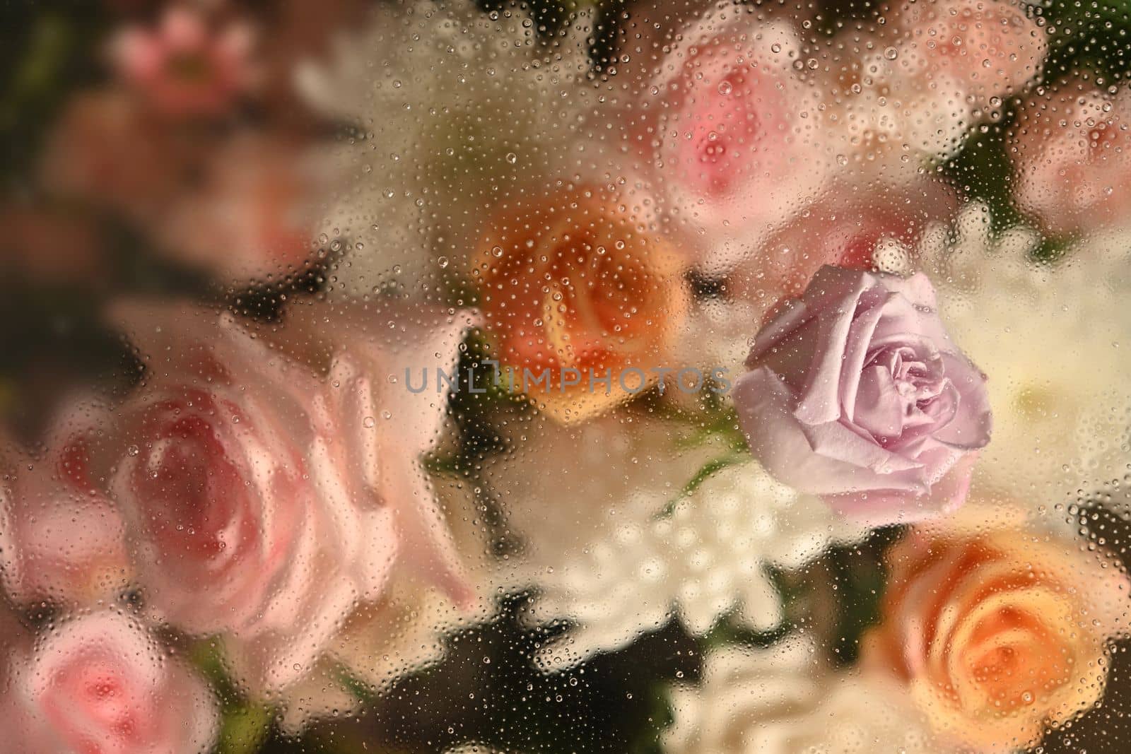 Cold foggy glass with beautiful pink roses and white chrysanthemums inside with dripping water drops, for floral botanical wallpaper by prathanchorruangsak