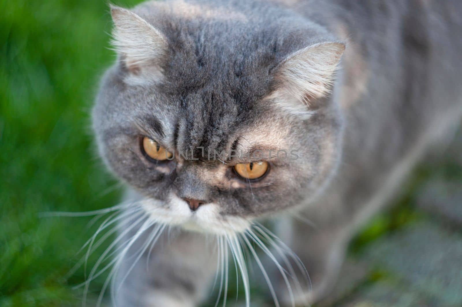 close-up portrait of a sad gray british cat with yellow eyes, favorite pet, High quality photo