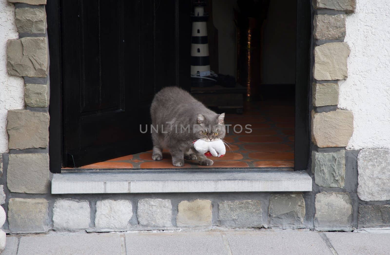 a gray cat carries in his teeth his favorite toy pet polar bear cub. High quality photo