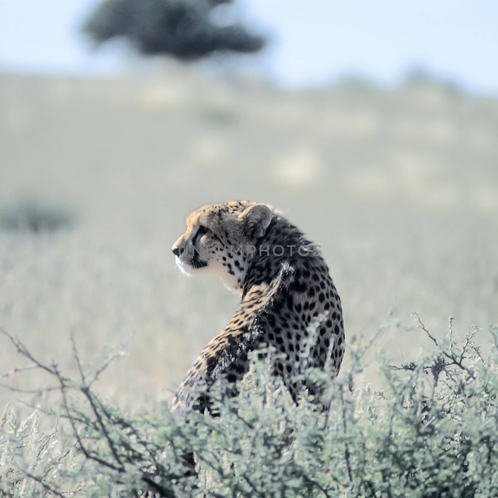 Cheetah by Giamplume