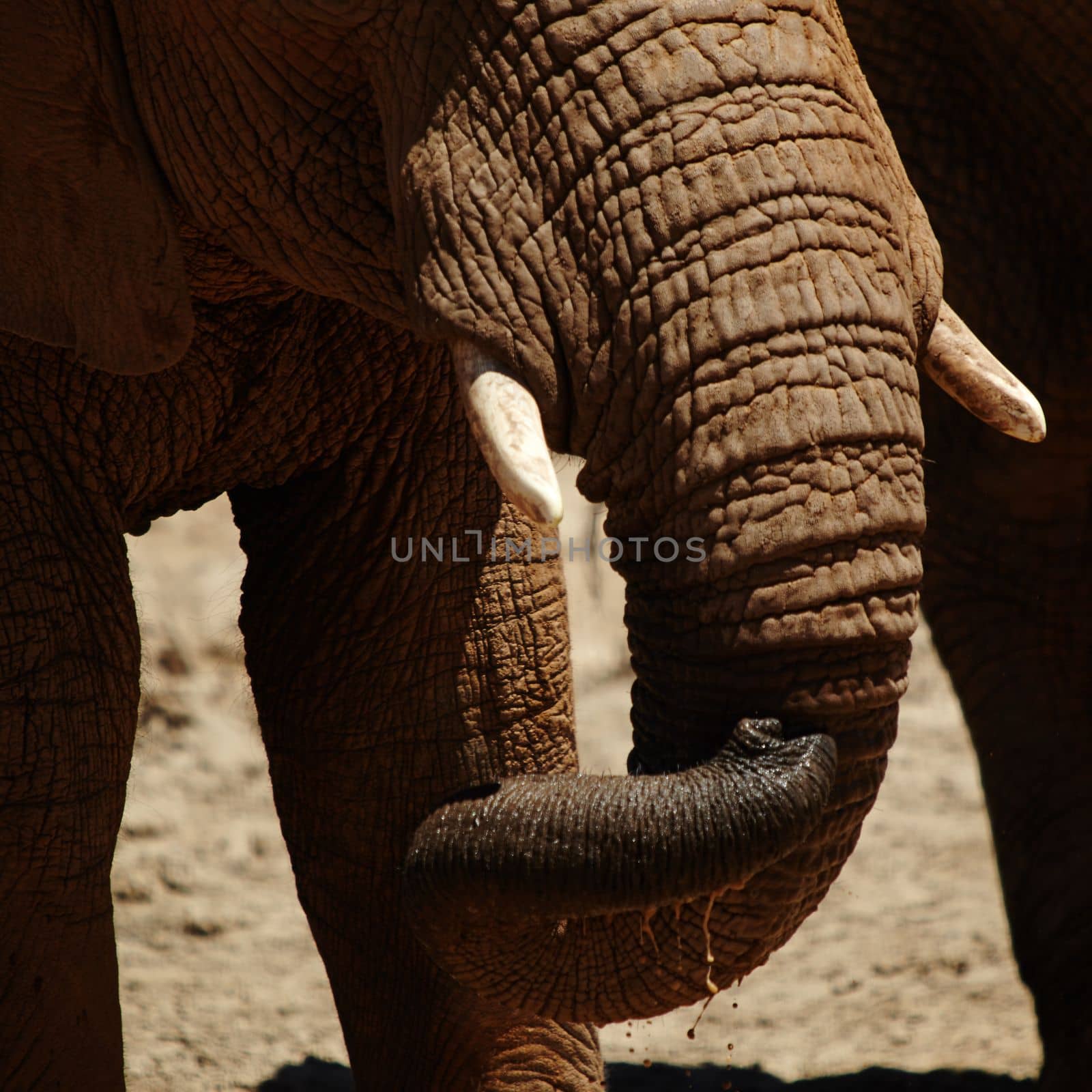 The versatile elephant trunk. elephants on the plains of Africa. by YuriArcurs