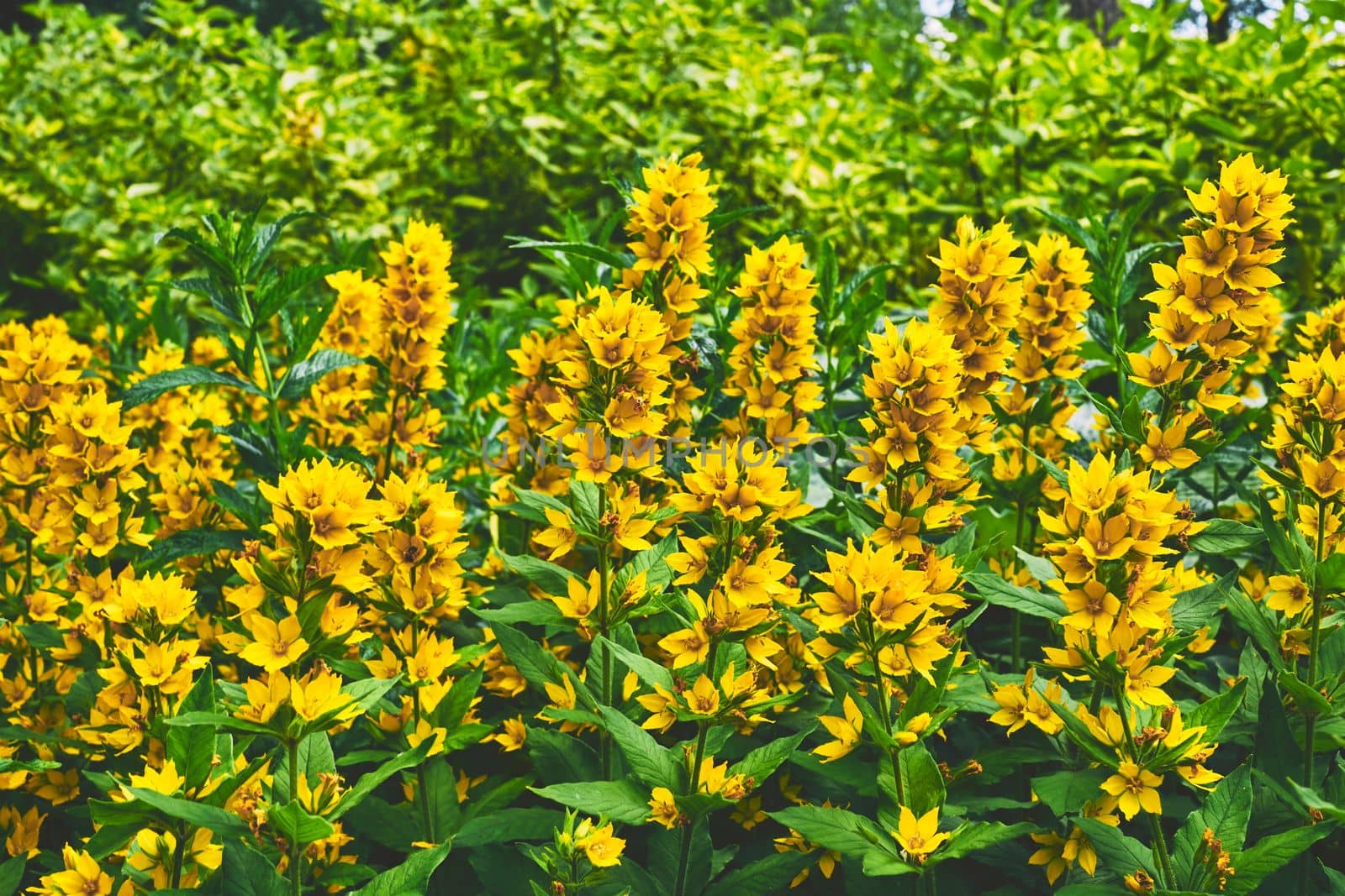 any of various tall plants that bear upright spikes of flowers.