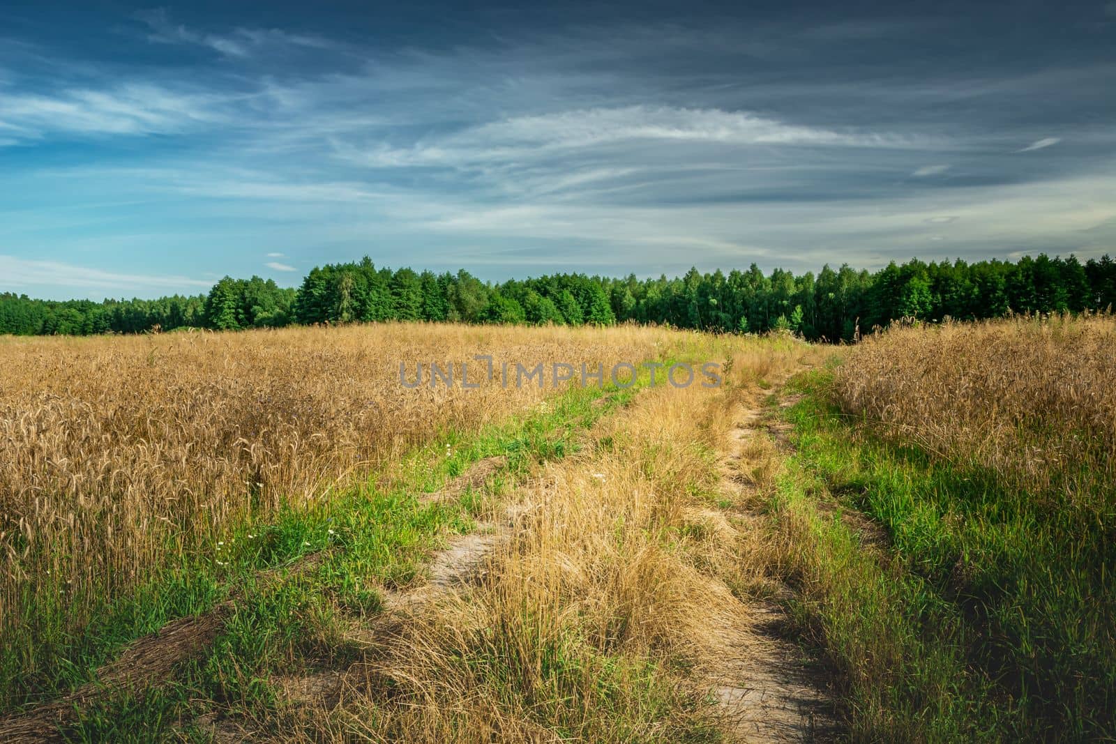 Rural road next to a field with grain, summer day, eastern Poland