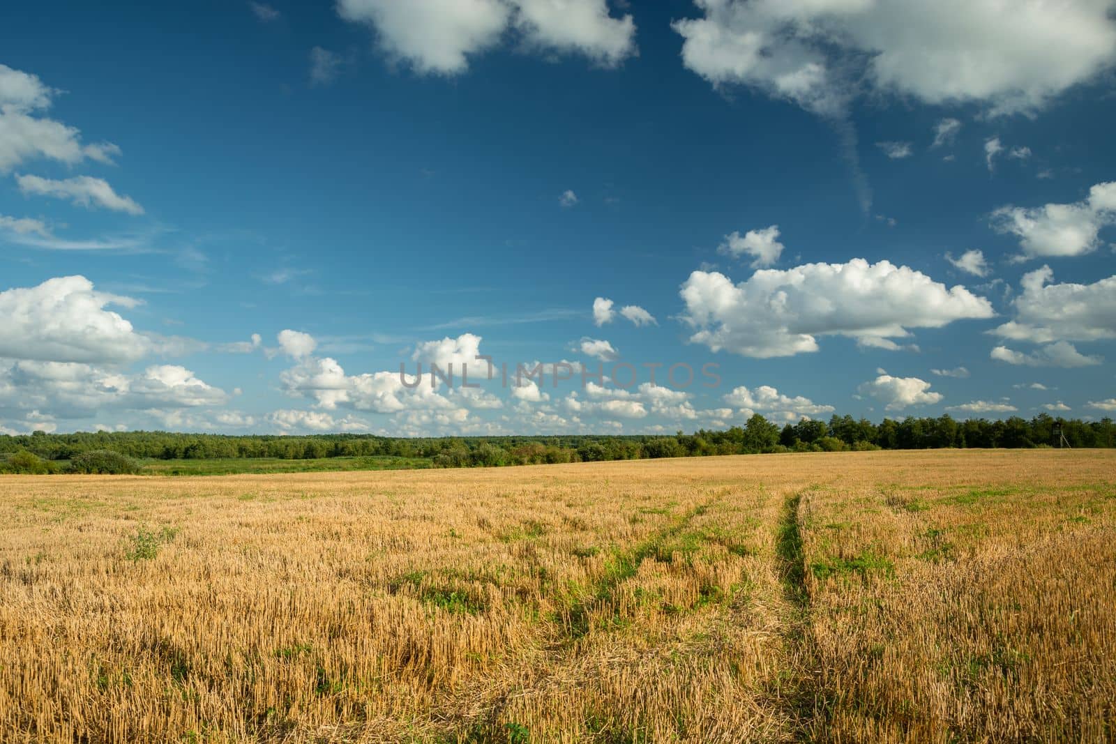 Wheel tracks on rural stubble field and white clouds on the sky, Czulczyce, Poland by darekb22