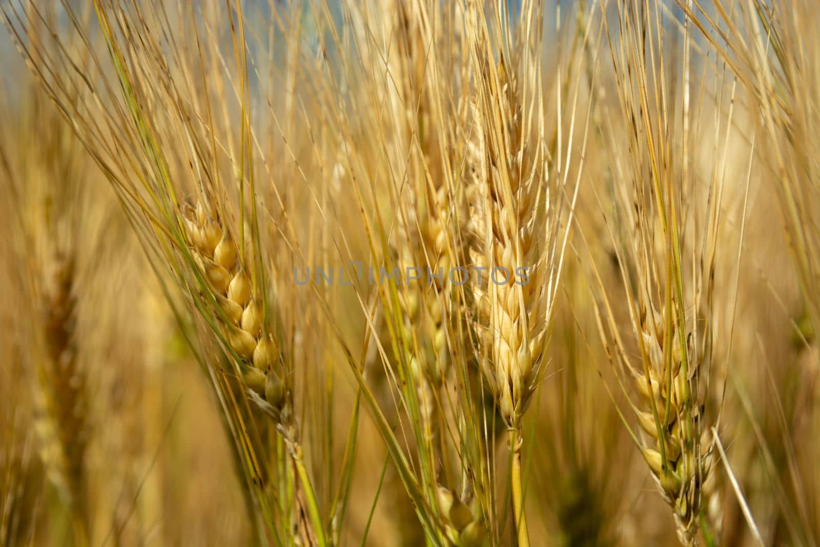 Close up of golden ears of barley grain, summer rural view