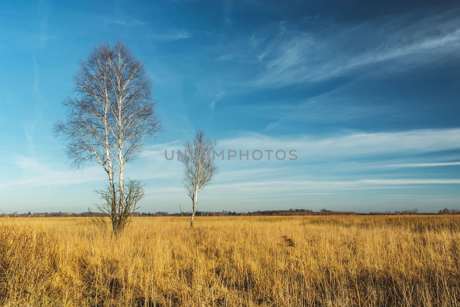 Birch trees on savannah dry meadow and abstract clouds in the sky, eastern Poland
