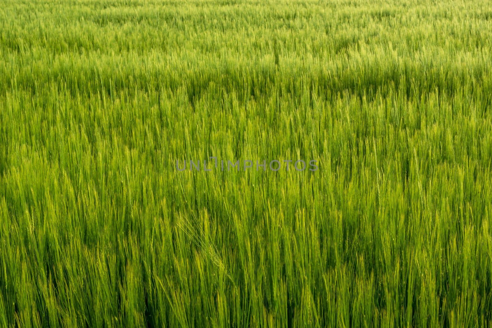 Many green ears of barley grain in the field