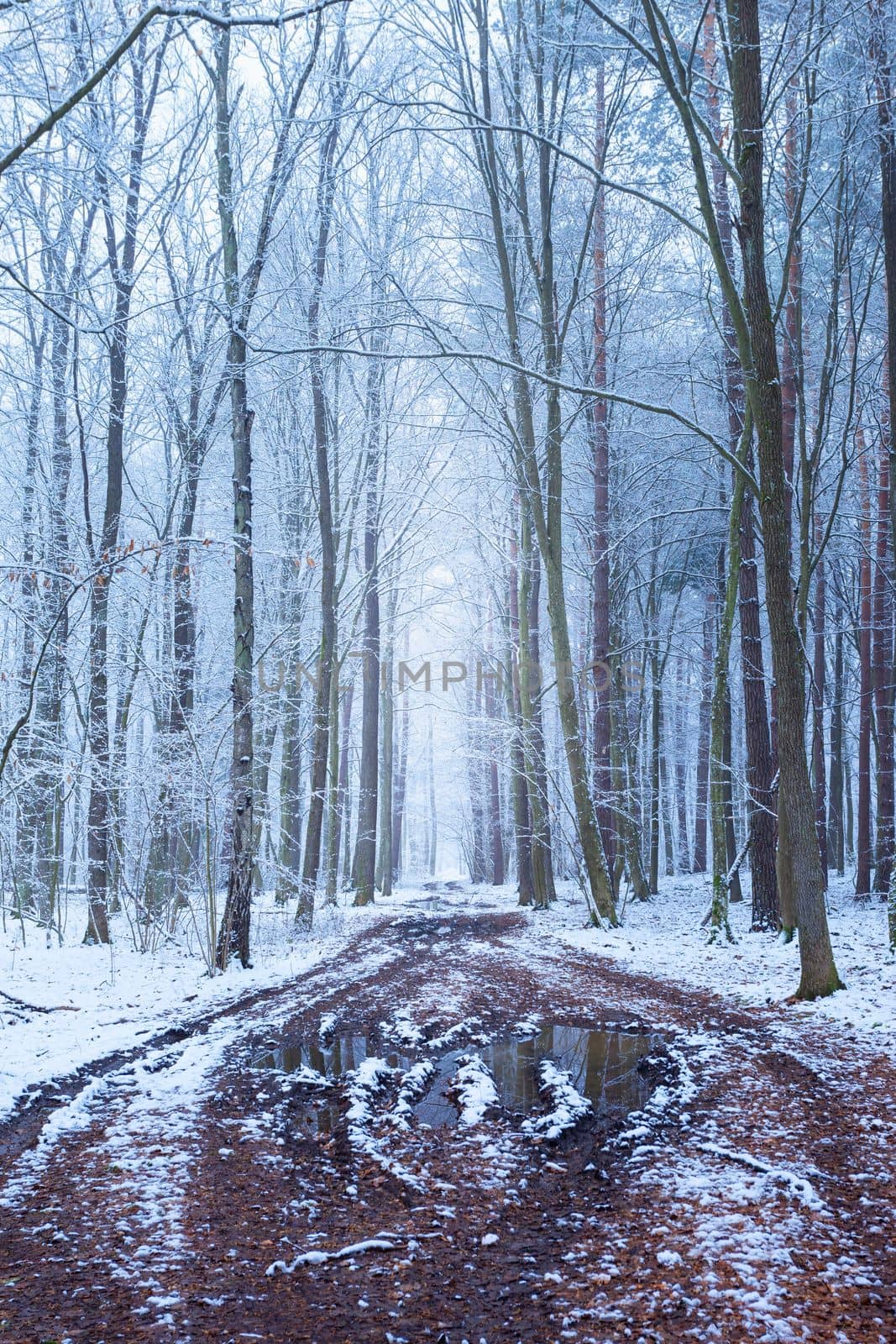 Muddy road alley in winter snow-covered forest by darekb22