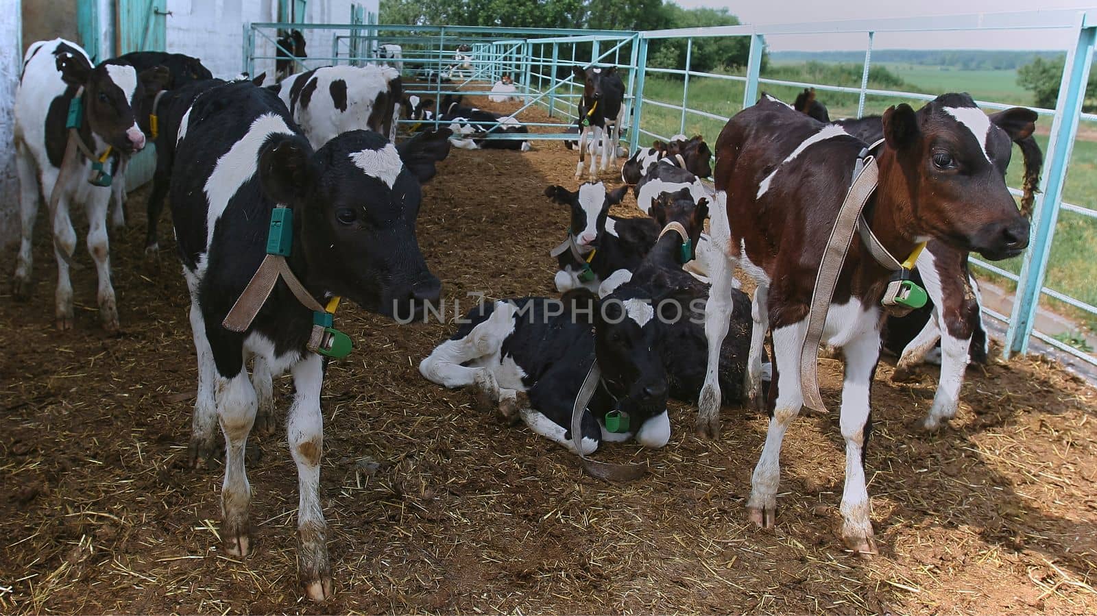 Agricultural concept, diary cows eating a hay in modern free livestock stall or cowshed for distibution of milk, animal and food concept