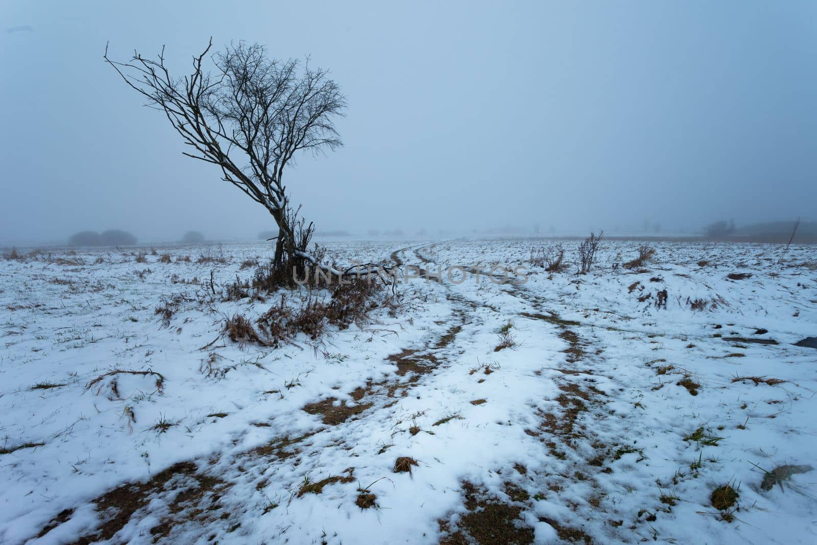 A tree by a dirt road, a view on a foggy winter day by darekb22