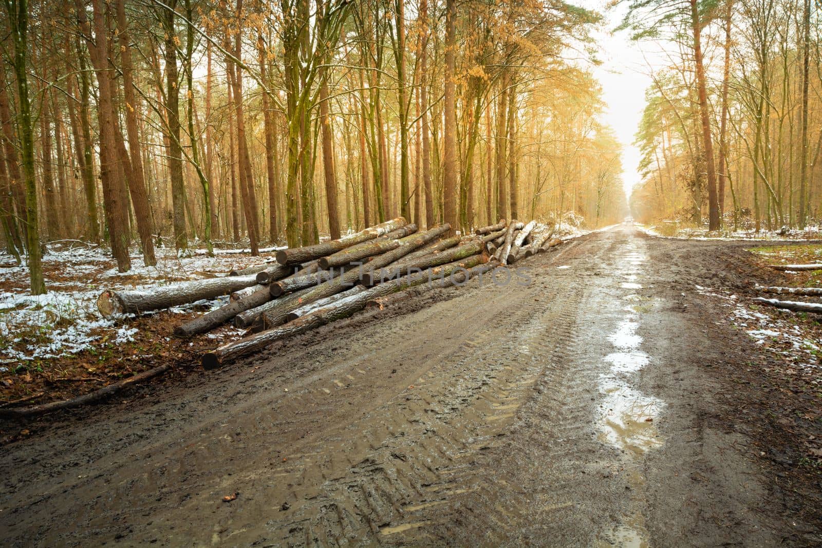 Muddy road in the forest with felled trees, autumn day, eastern Poland
