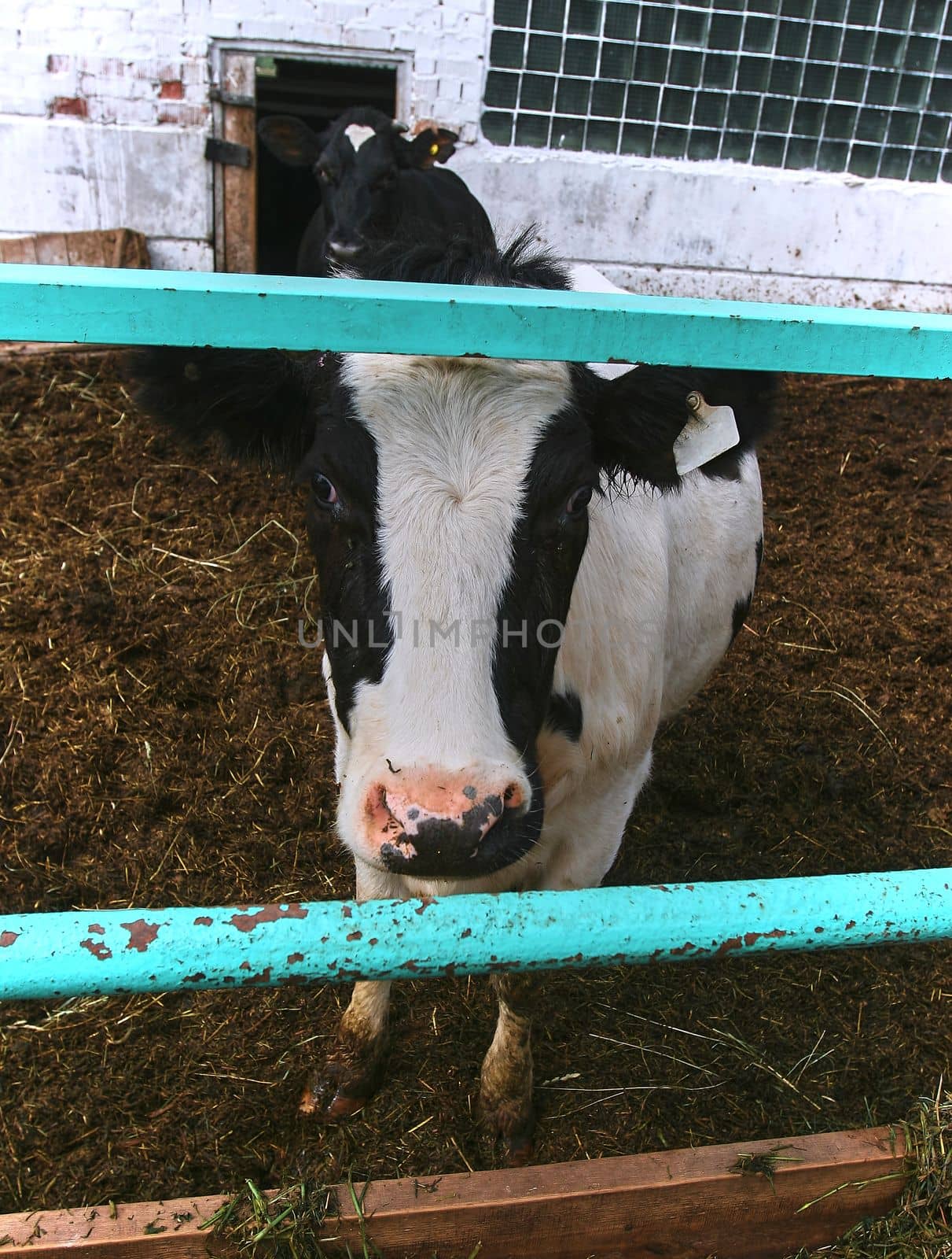 Agricultural concept, diary cows eating a hay in modern free livestock stall or cowshed for distibution of milk, animal and food concept