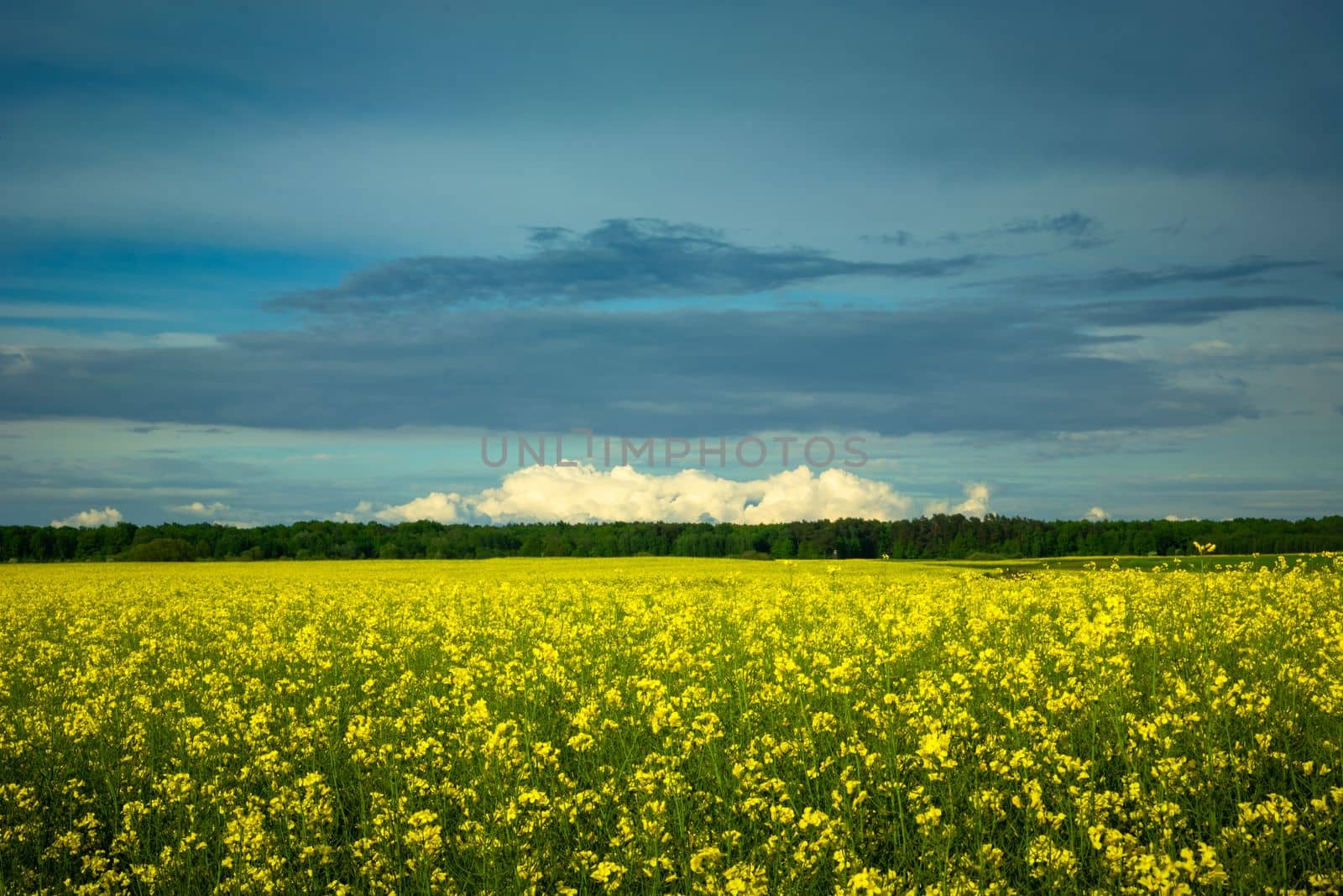 Clouds over yellow rapeseed field, Czulczyce, eastern Poland