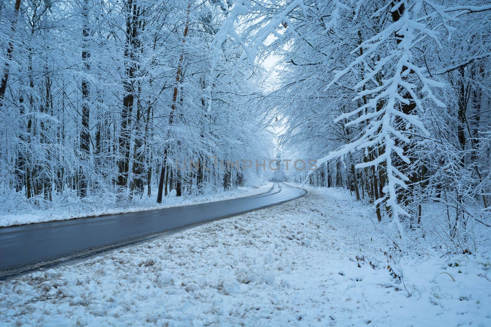Asphalt road through the forest in winter scenery, eastern Poland