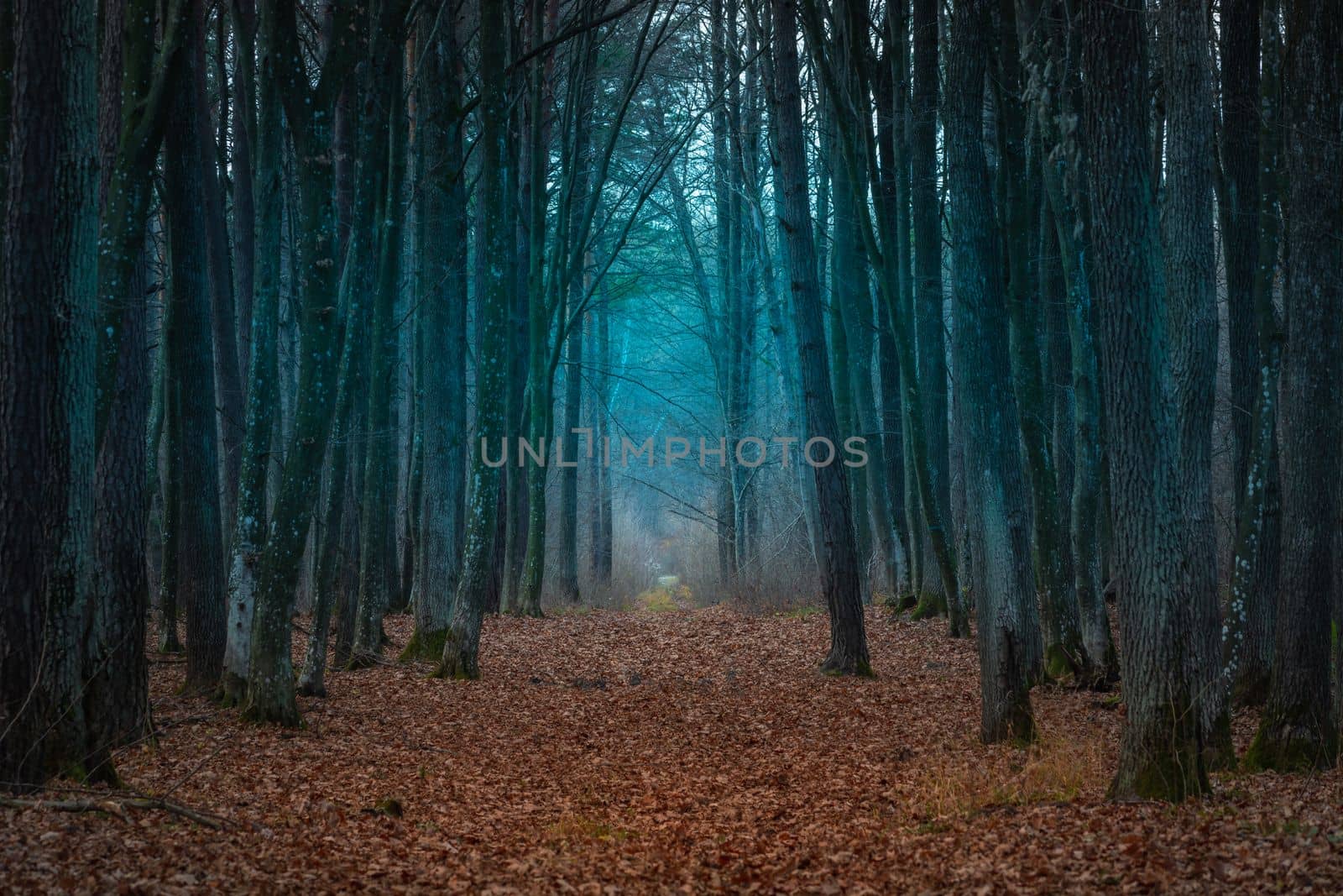 Lying leaves on an alley in a secret forest, Zarzecze, eastern Poland