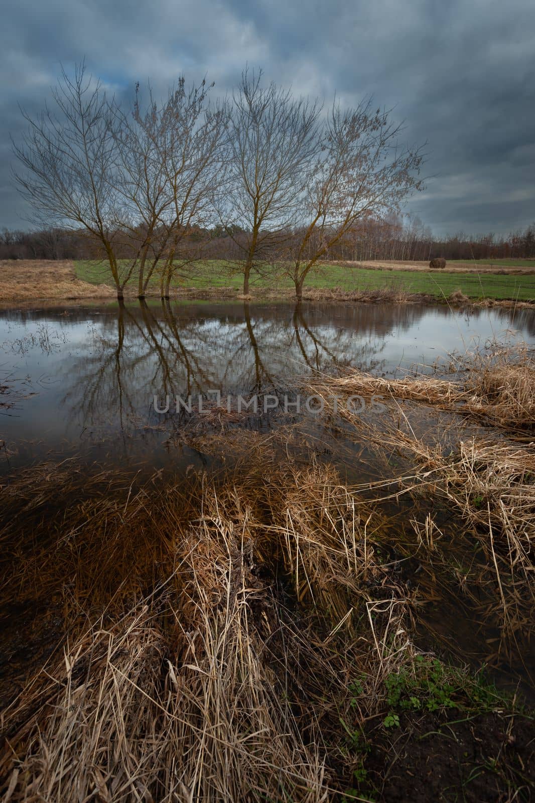 Reflection of trees in the water on a meadow on a cloudy day, Zarzecze, Poland
