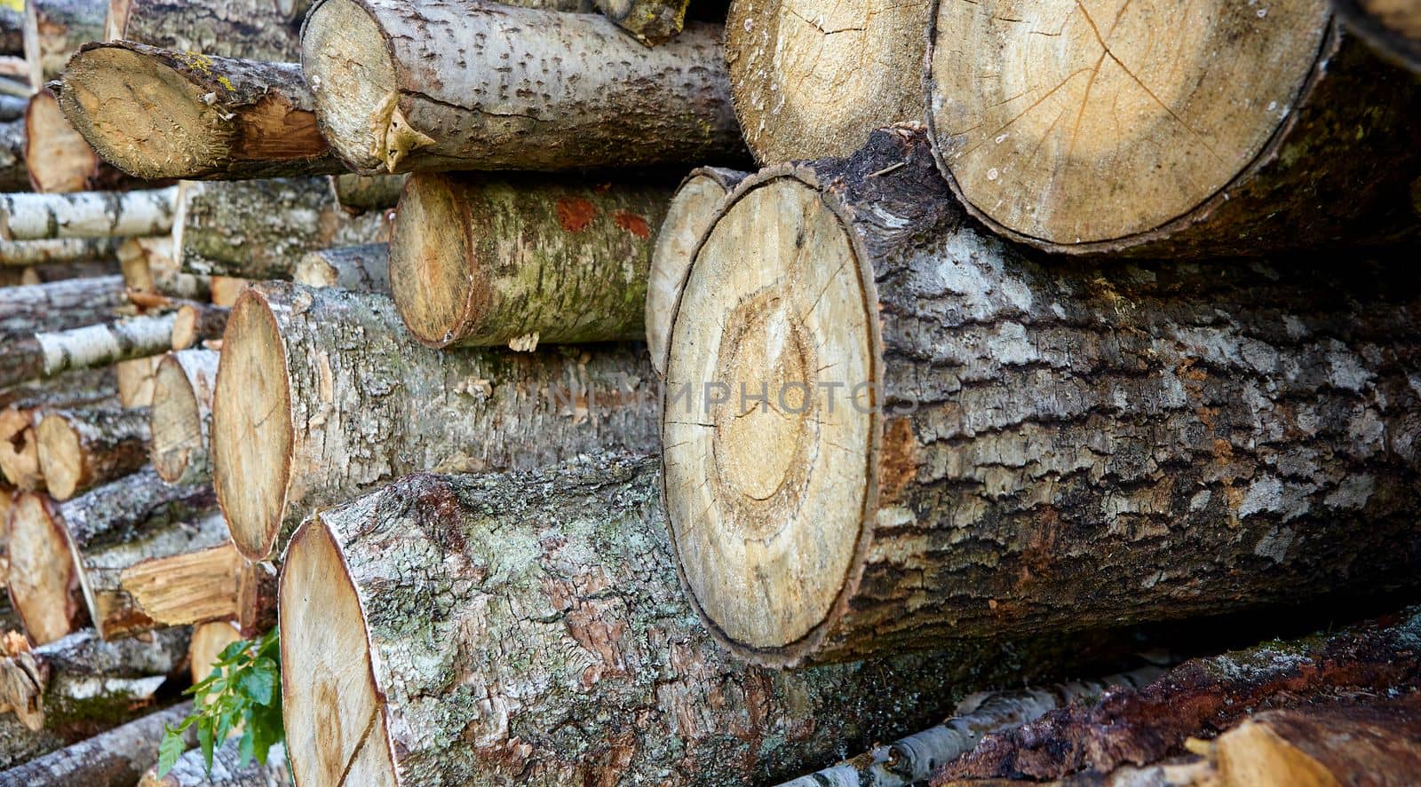 birch logs. a lot of firewood, fallen trees, a lot of logs are lying on the ground in the nature of a sawmill. Sectional view.