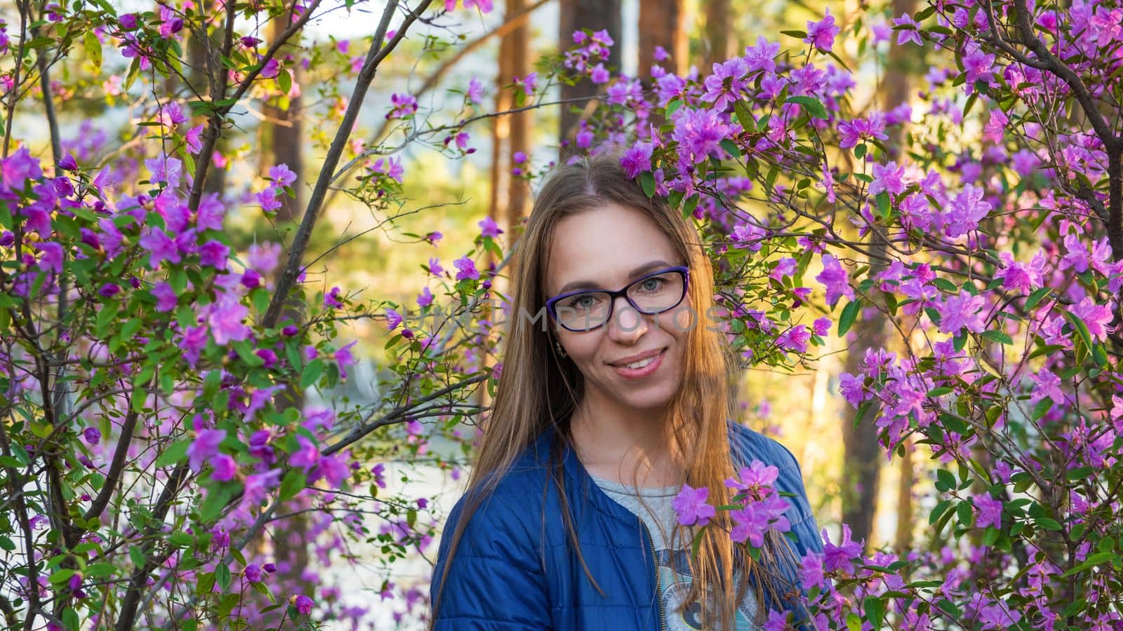 Woman travelling in Altai mountains on spring beautiful booming pink Rhododendron flowers background