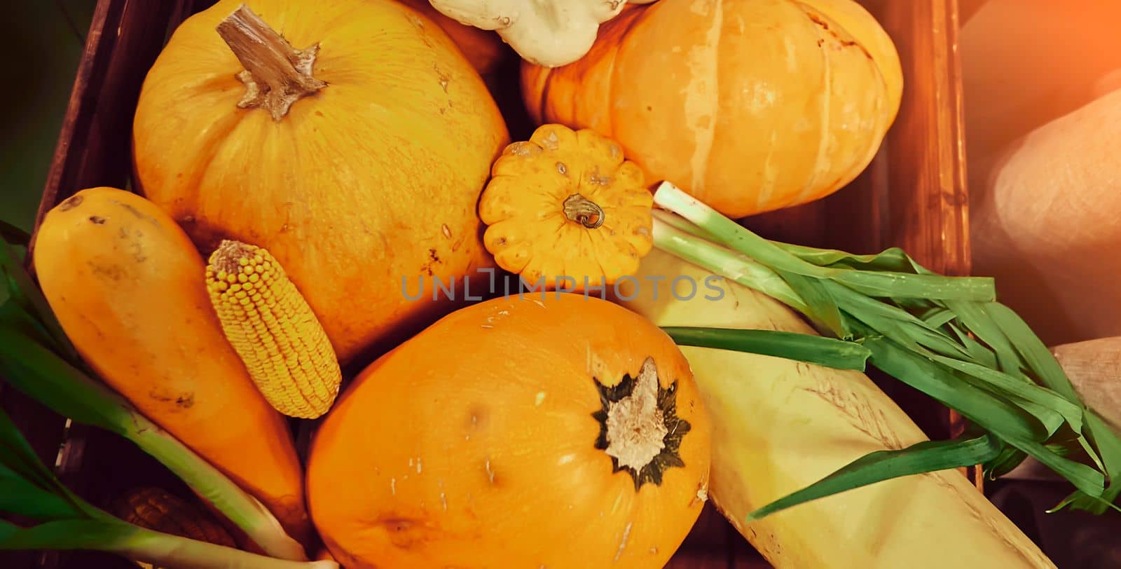 Autumn harvest, pumpkins, zucchini and green onions. Vegetables are in a wooden box.