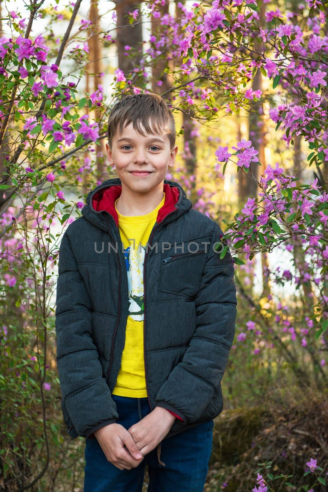 Happy kid travelling in Altai mountains on spring beautiful booming pink Rhododendron flowers background