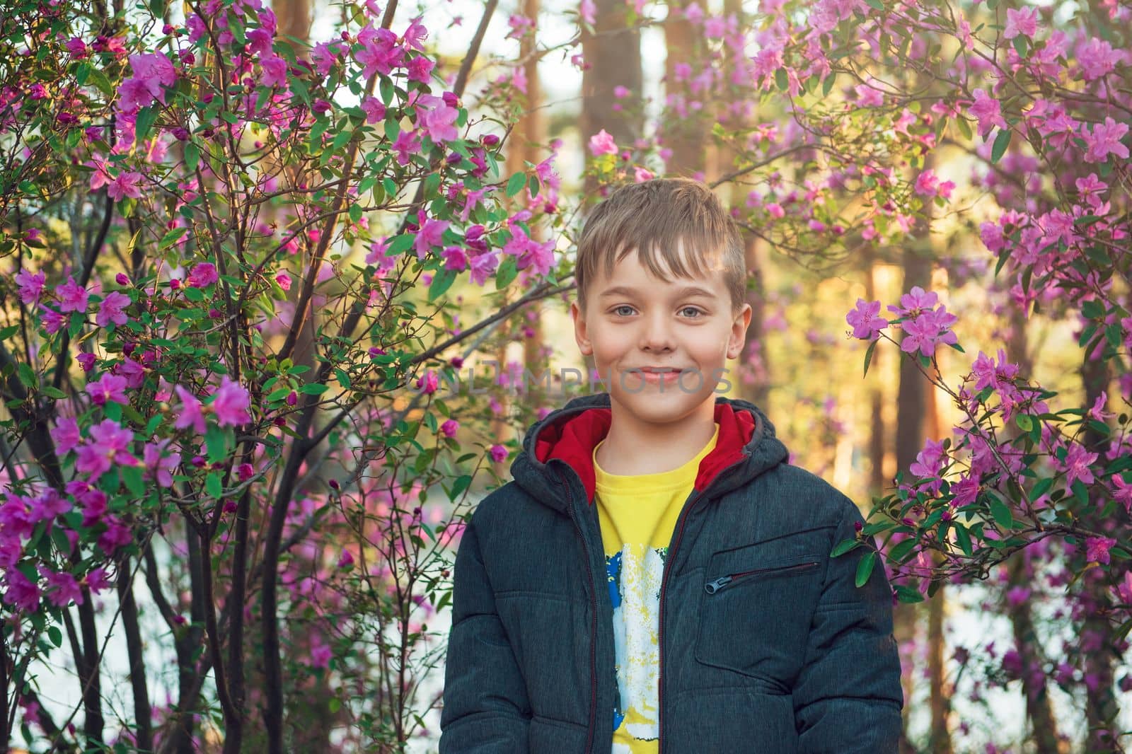 Happy kid travelling in Altai mountains on spring beautiful booming pink Rhododendron flowers background