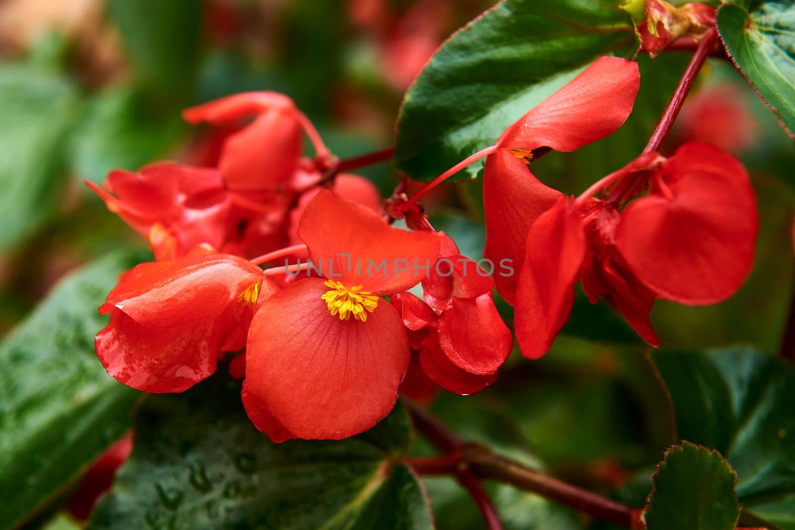 Begonia flower group on a rainy day. Macro photography, out of focus background, raindrops, red and yellow. Begonia evansiana Andrews