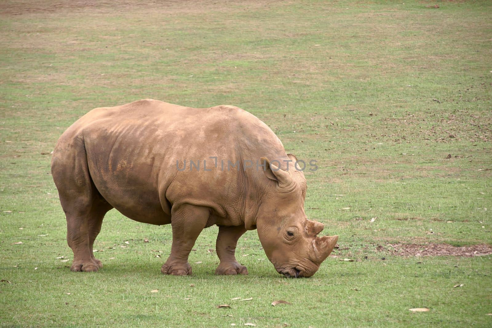 A lone rhino eating grass on the savannah by raul_ruiz