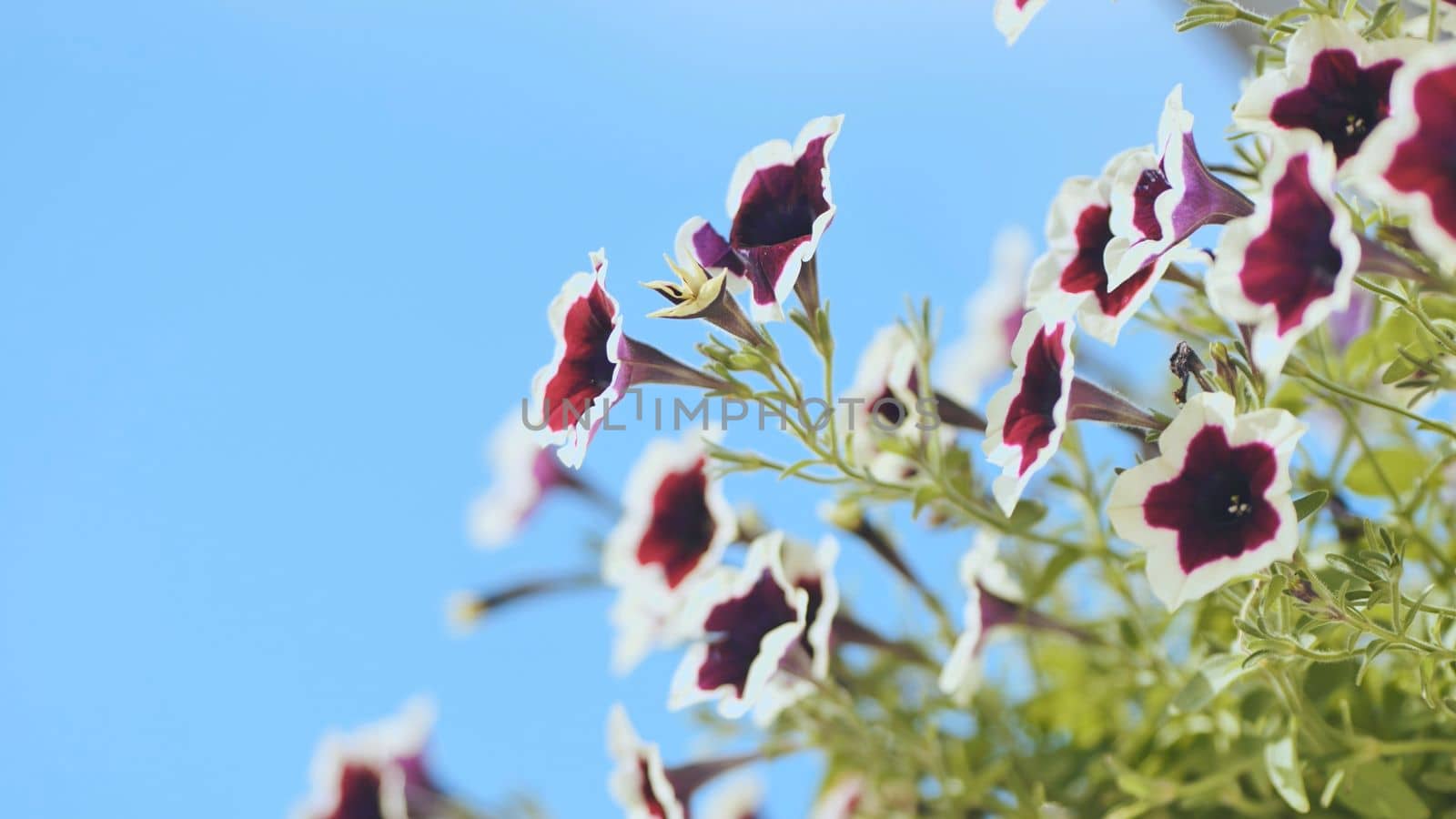 Purple petunias hang in a vase outside the house