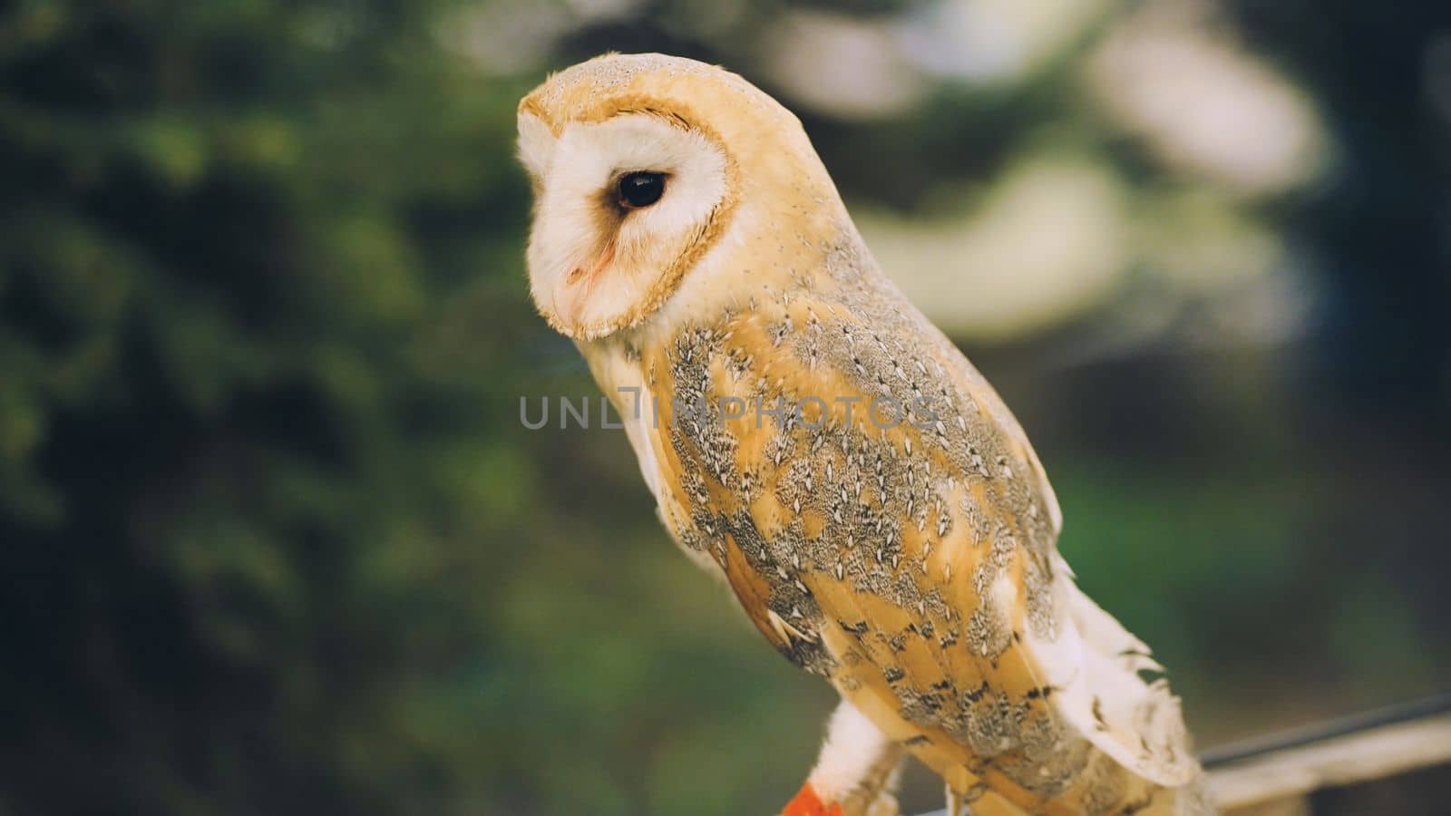 An owl on a city street in the evening waiting for tourists