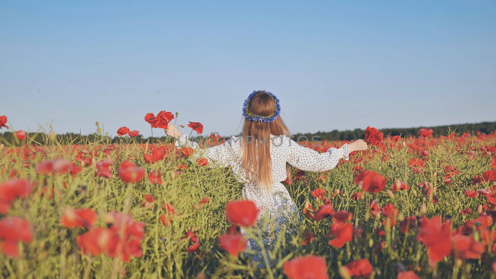 Ukrainian girl walking through a red poppy field