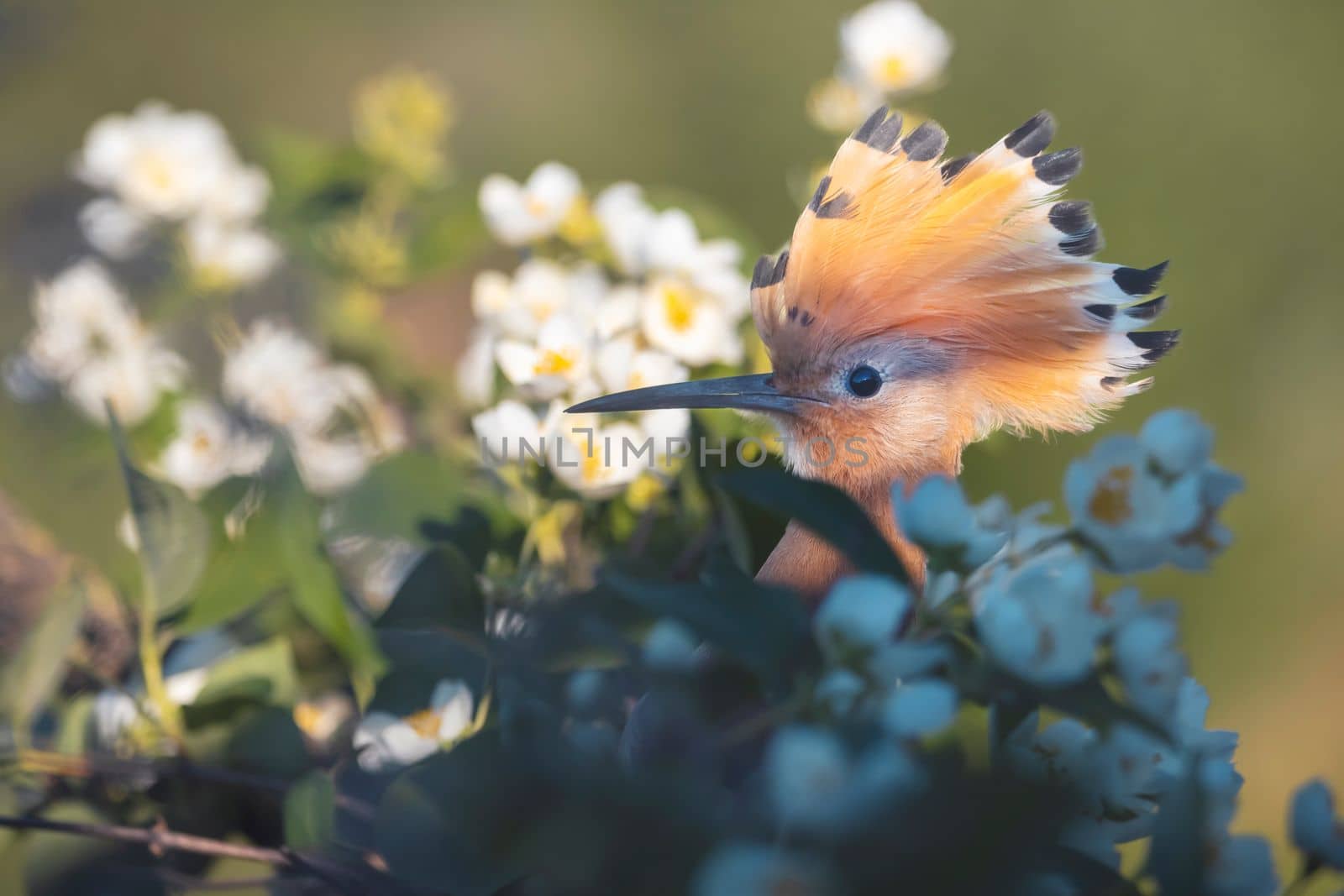 bird with a crest on its head hid among a flowering tree , bright shots