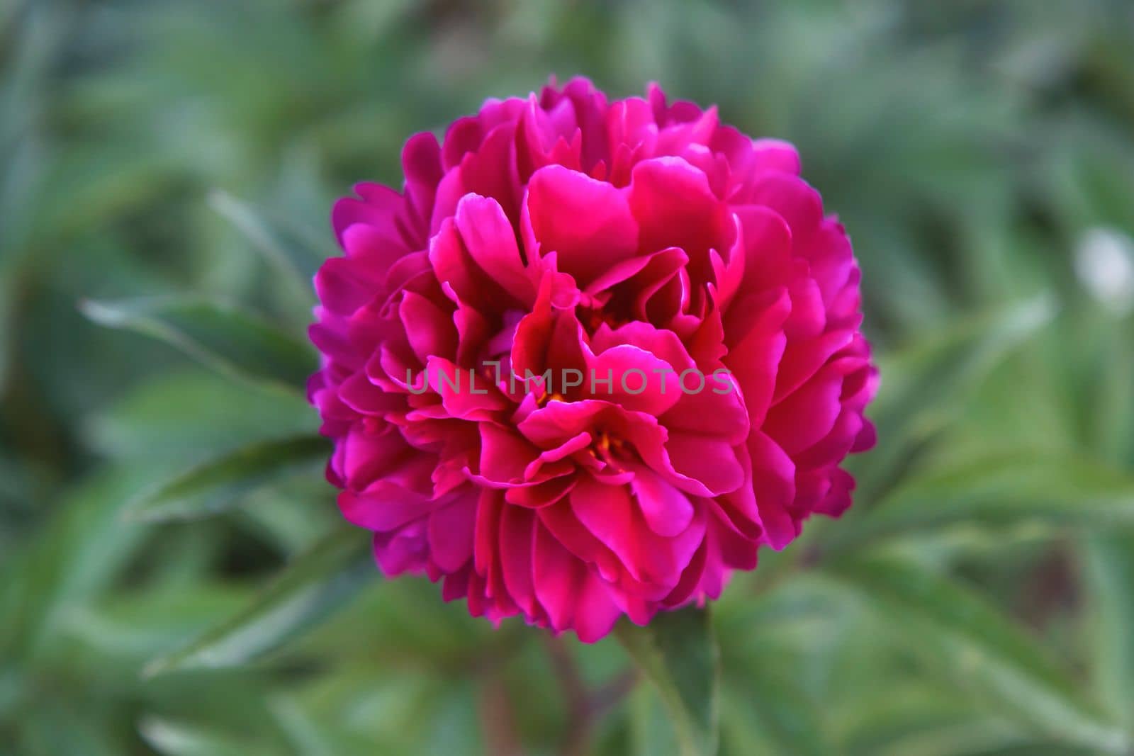 peony flower top view close up , bright shots