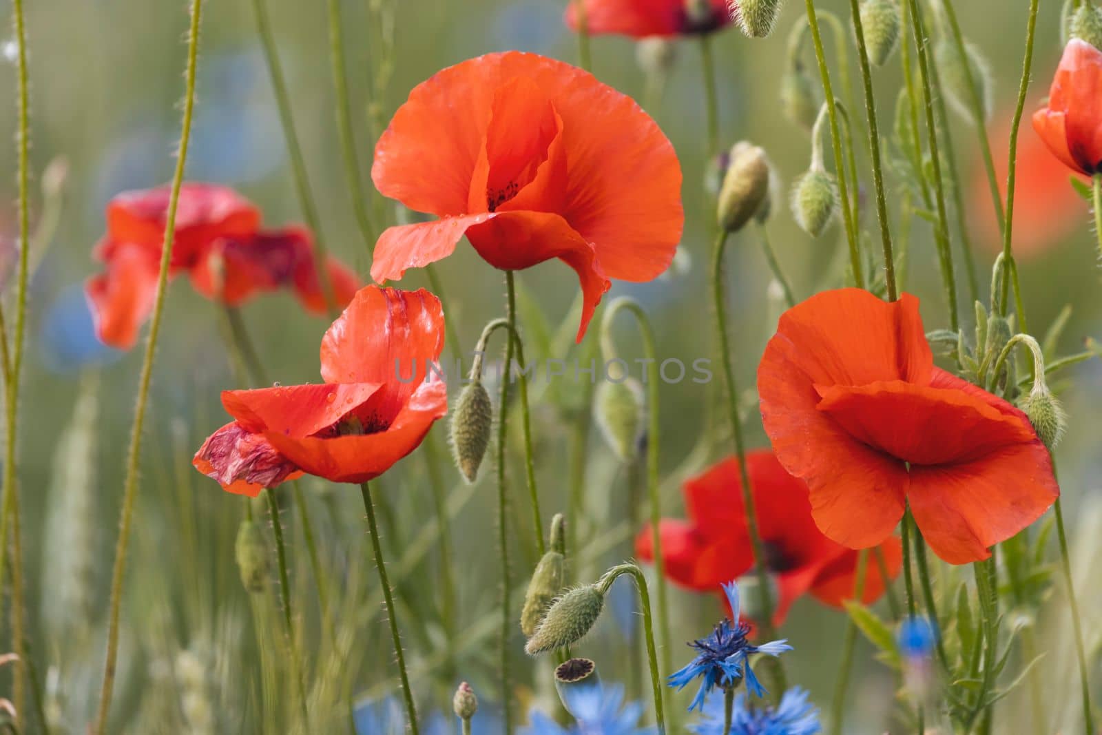red poppies in dense spring grass , bright shots