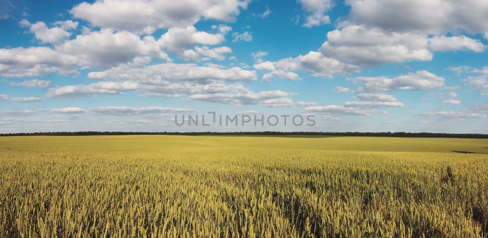 wheat field and beautiful blue sky with white clouds, grain