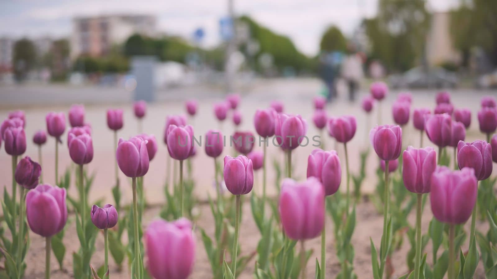 Pink tulips in a flowerbed in the city
