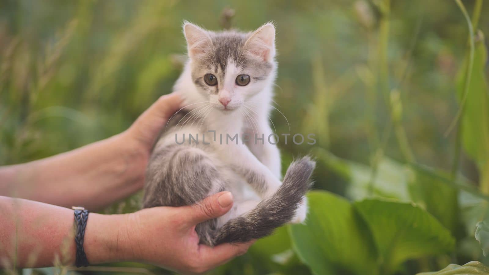 A woman holds a shivering kitten outside