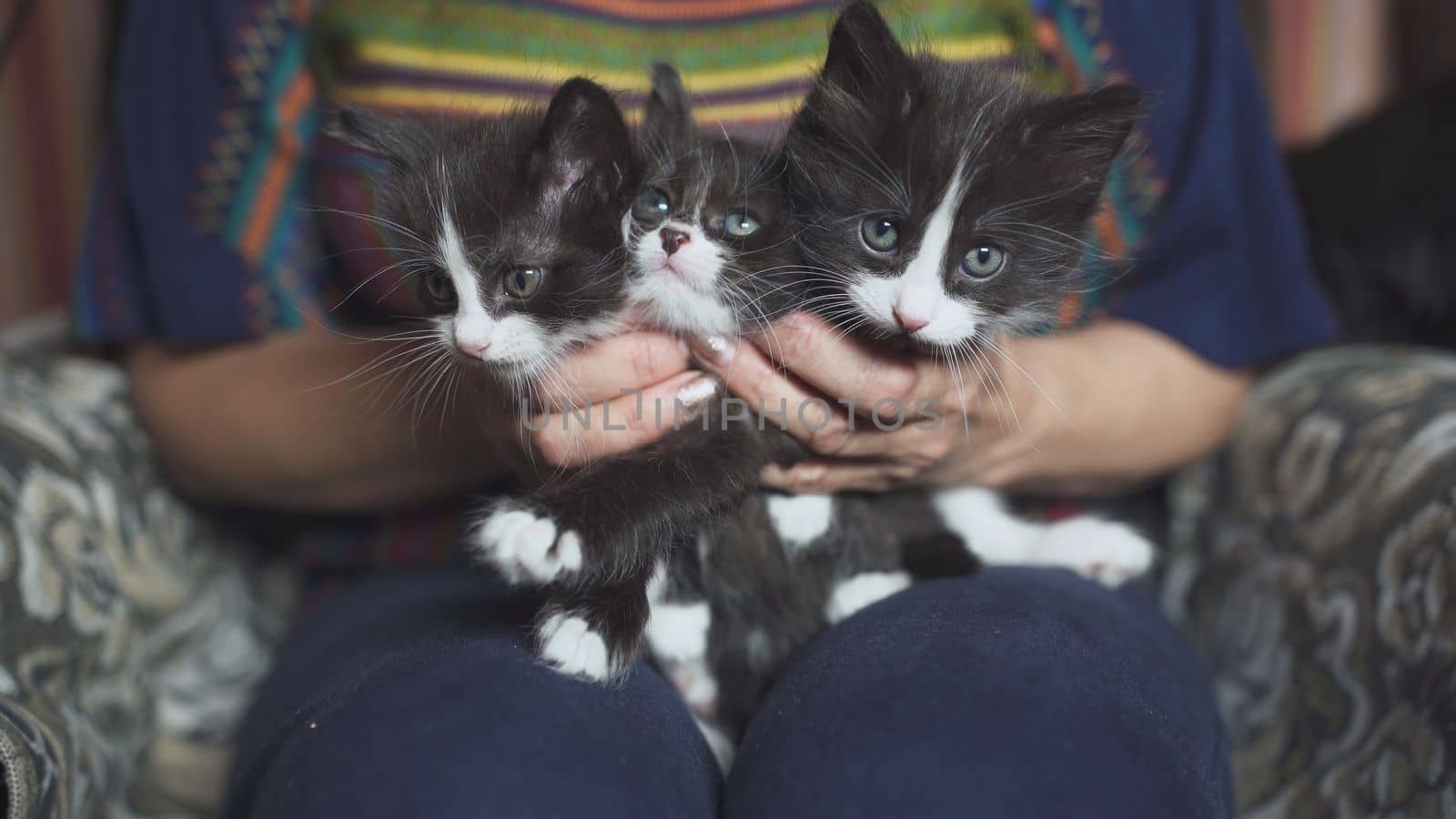 Black and white kittens in a woman's arms