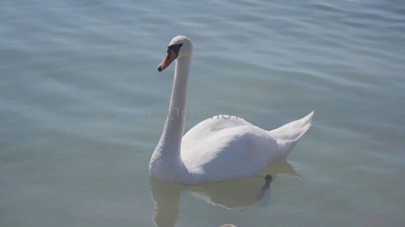 A swan with chicks swimming close to shore