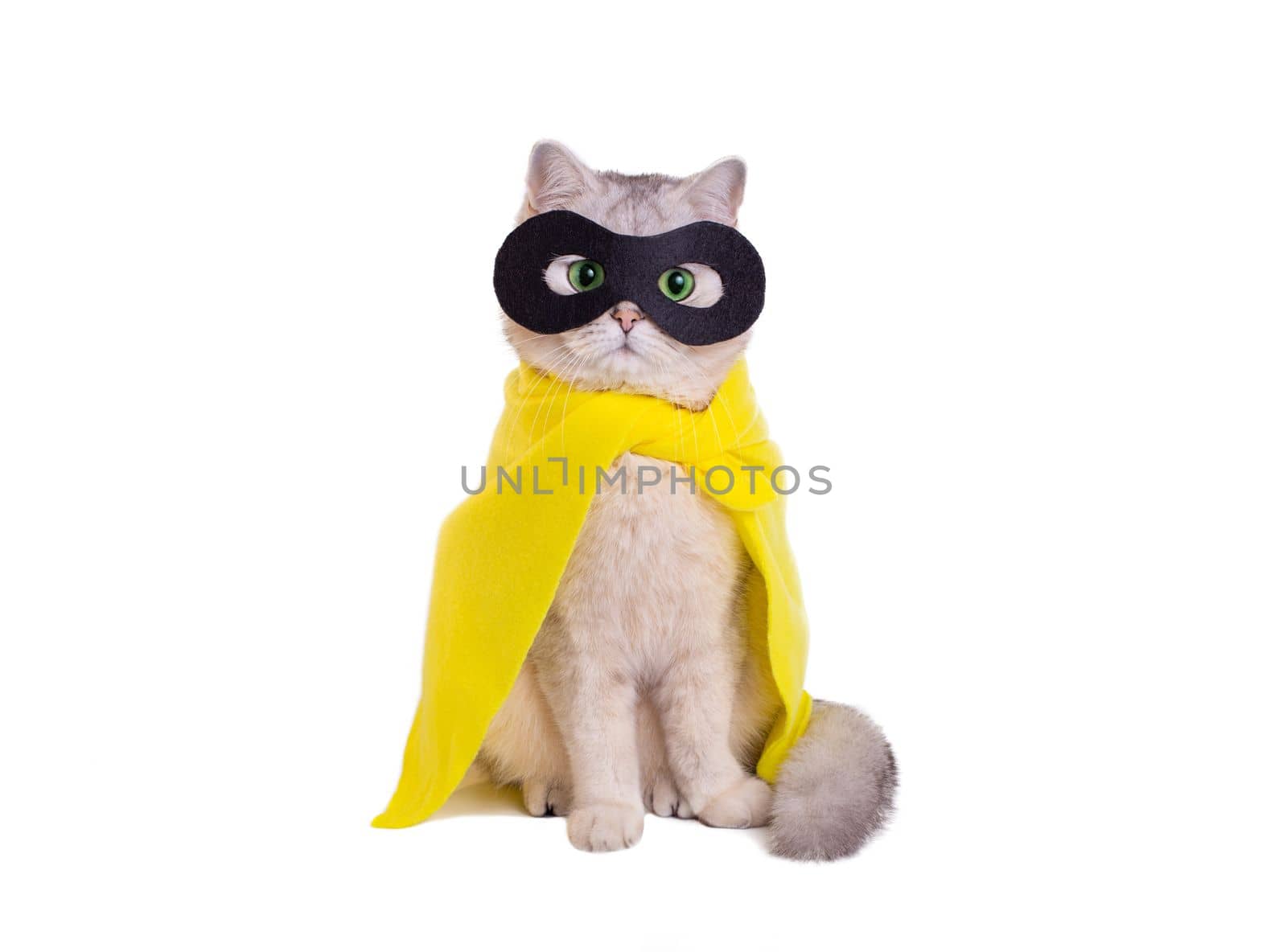 Funny white cat in a yellow cape and black mask, sits on isolated white background, look at camera. Copy space