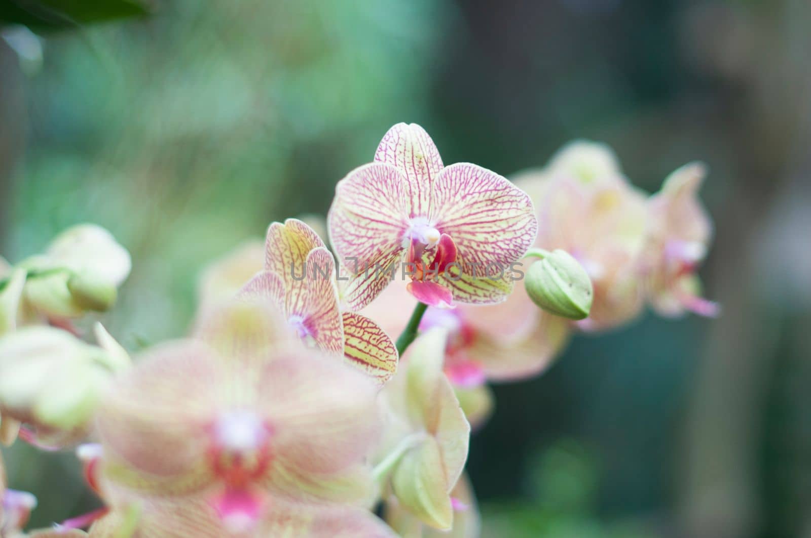 beautiful yellow Phalaenopsis Blume orchid flowers , on a garden background, High quality photo