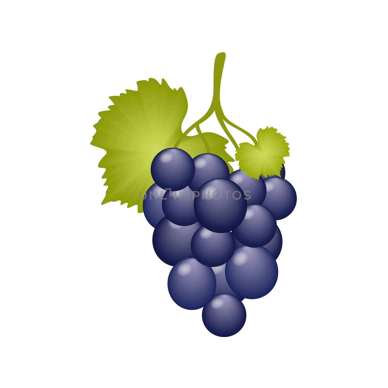 A bunch of juicy grapes with a leaf isolated on a white background. A grape berry on a branch, a vine. Vector cartoon drawing of dietary fruits and vegan food. Fruit store and wine making.