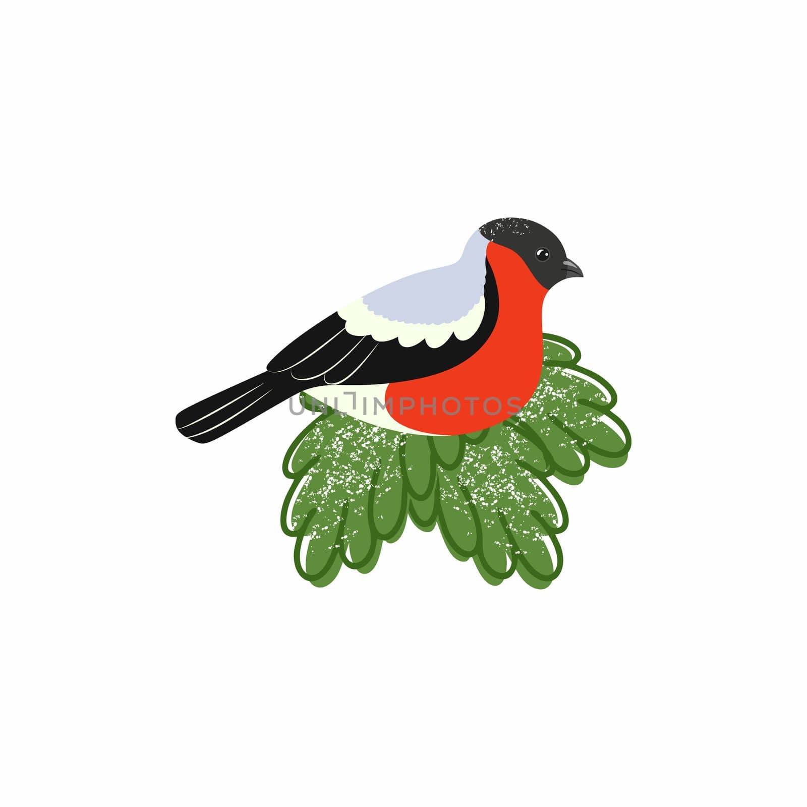 Bullfinch sitting on a spruce branch. Vector illustration of a bird. by polinka_art
