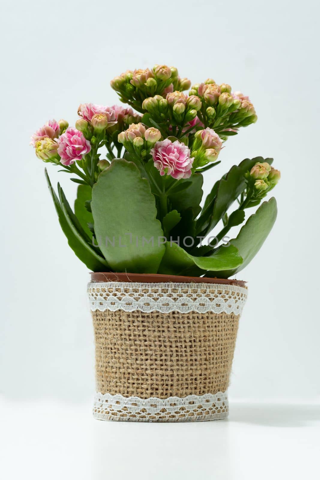 kalanchoe natural potted plant isolated white background by joseantona
