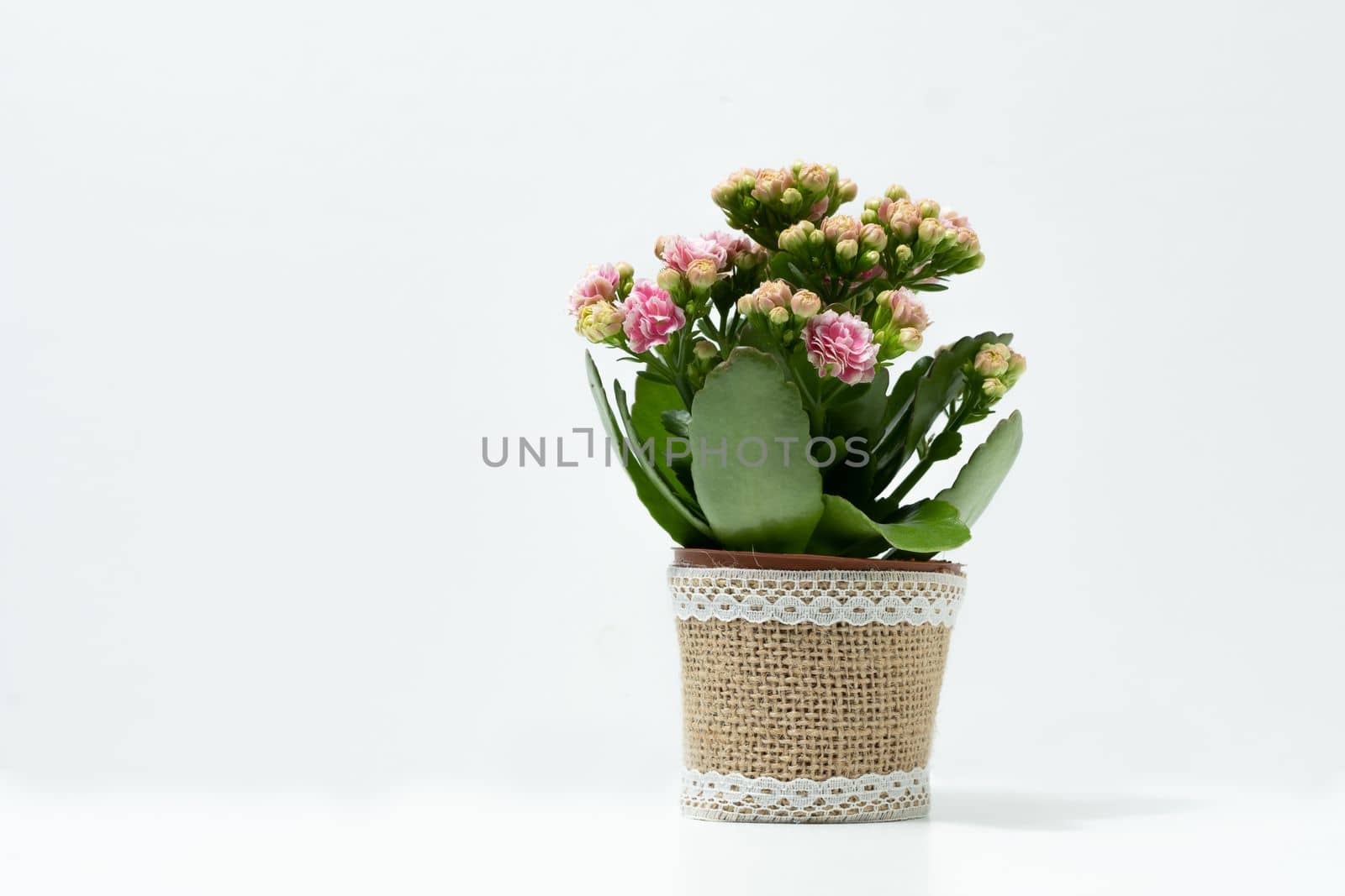 natural ornamental potted plant , isolated on white background copy-space