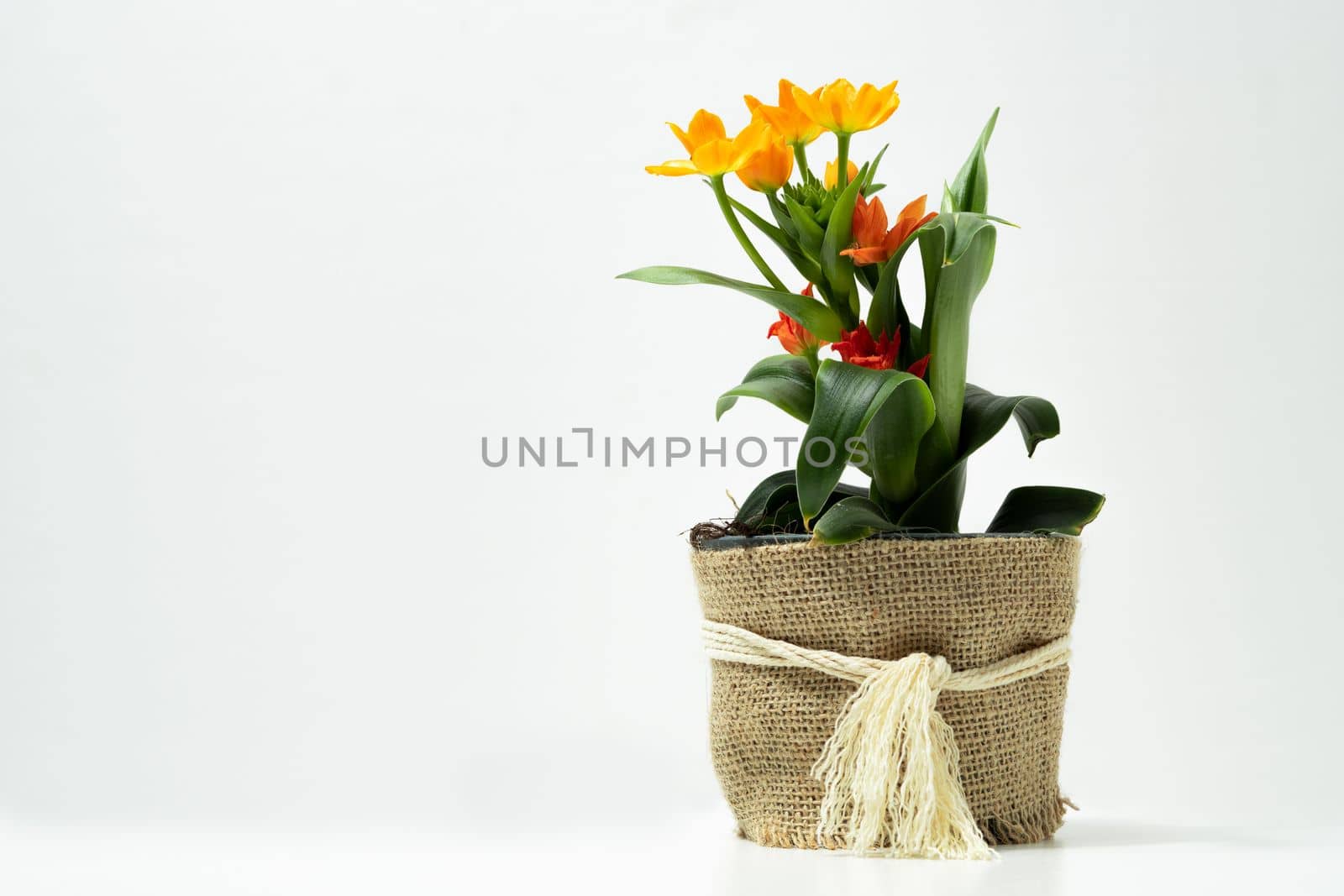 Orange Lily natural pot plant white background by joseantona