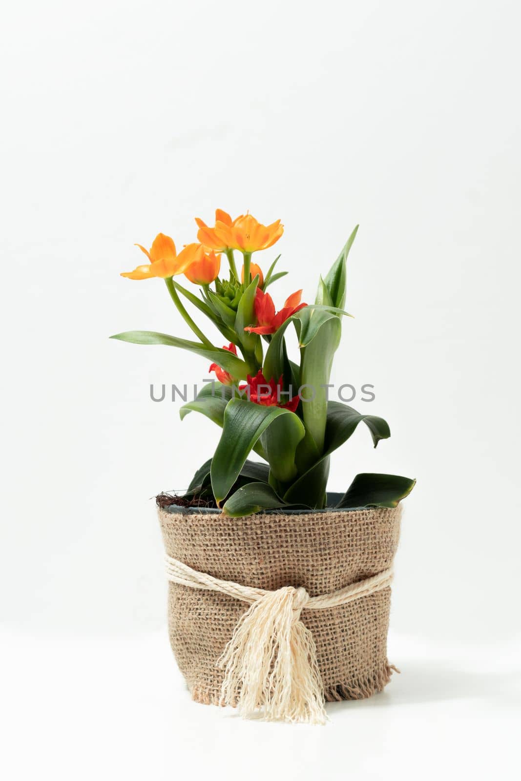 Orange Lily natural pot plant white background by joseantona