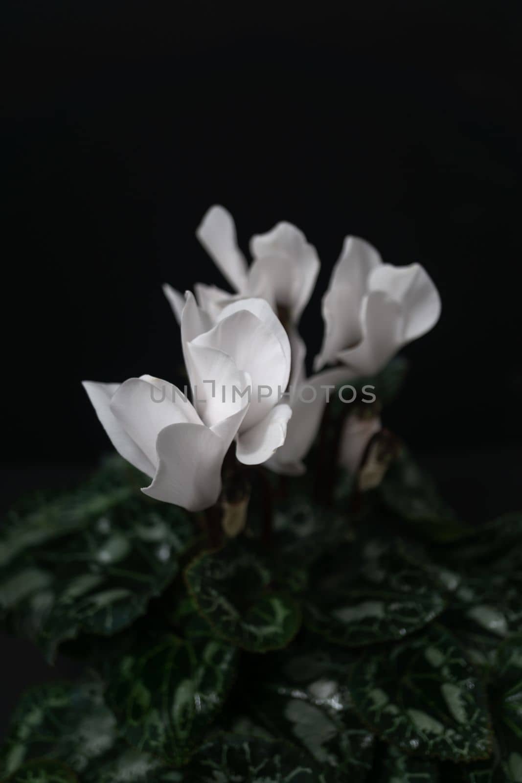 natural ornamental potted plant , isolated on black background copy-space