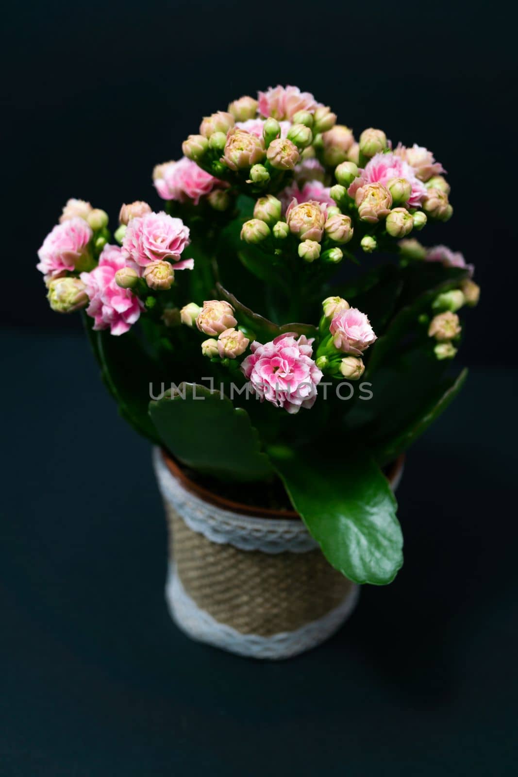 natural ornamental potted plant , isolated on black background copy-space