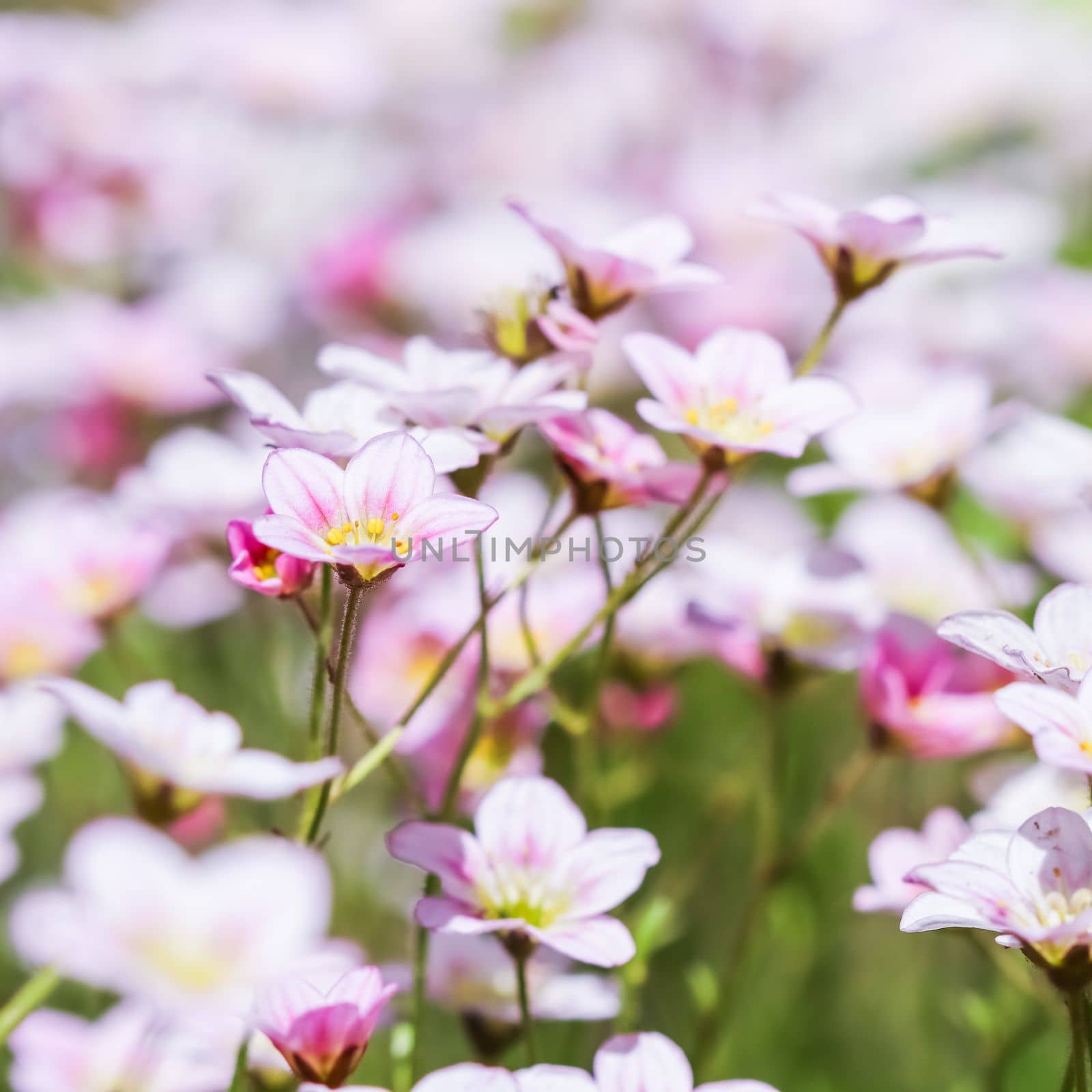 Delicate white pink flowers of Saxifrage moss in spring garden. Floral background