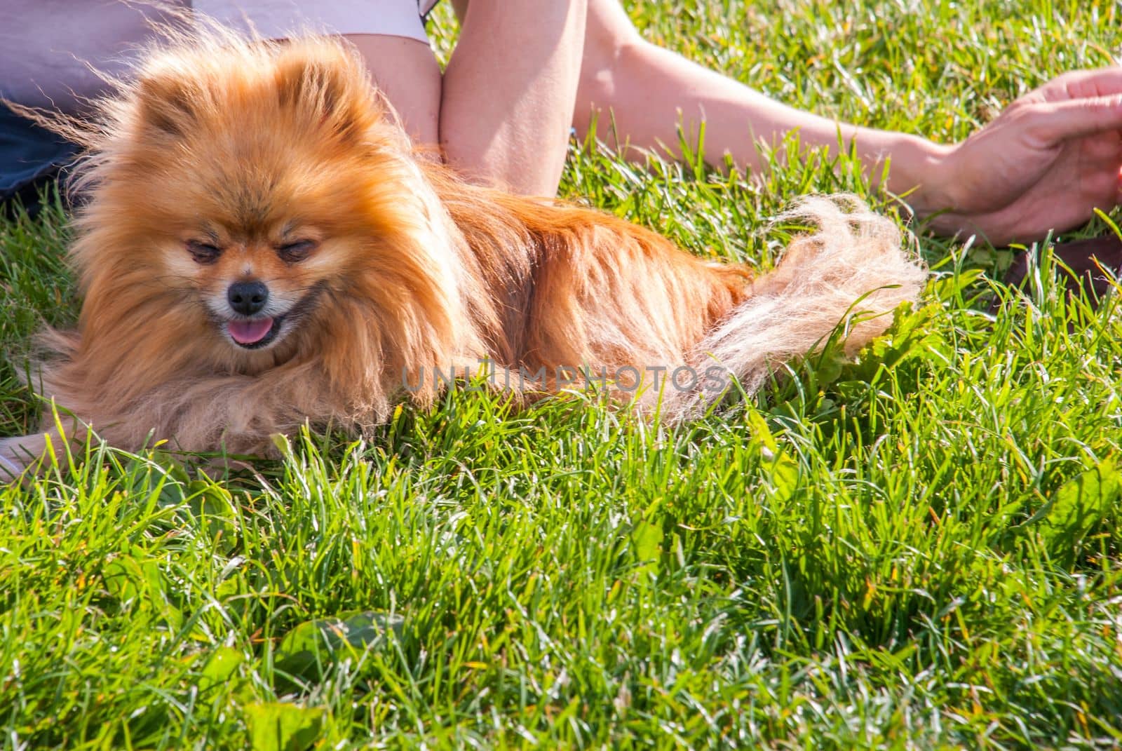 Cute Pomeranian dog chilling on green grass in the park.